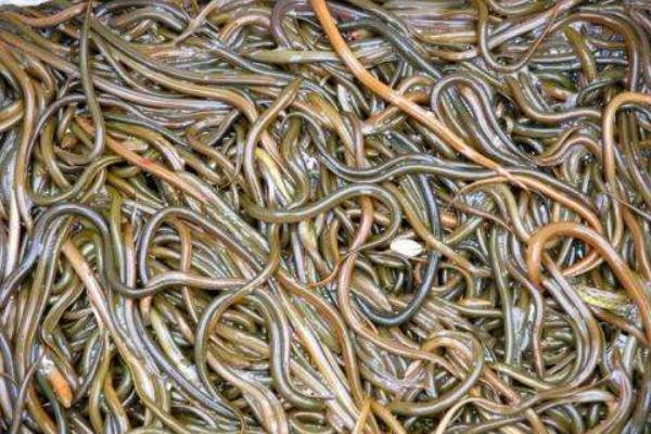 黄鳝养殖实用技术有哪些,黄鳝最新养殖技术与管理