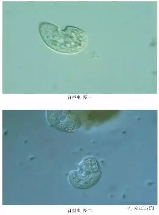 高清丨污水处理微生物图谱