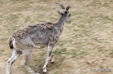 怎么治疗羊铜中毒,羊钴缺乏什么症状