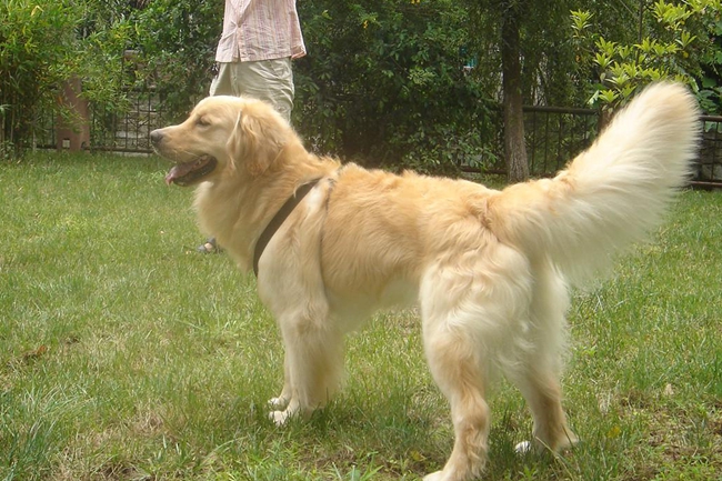 金毛爪子出血怎么办,金毛牙龈发炎