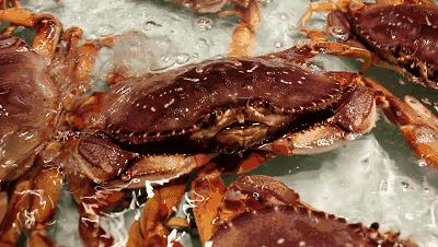 天冷了螃蟹也肥了,螃蟹肥了的视频