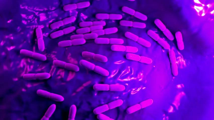 乳酸杆菌,乳酸杆菌有哪些菌种