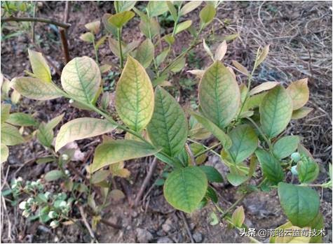 蓝莓叶片边缘焦枯是什么病害,蓝莓在高温下有哪些病害