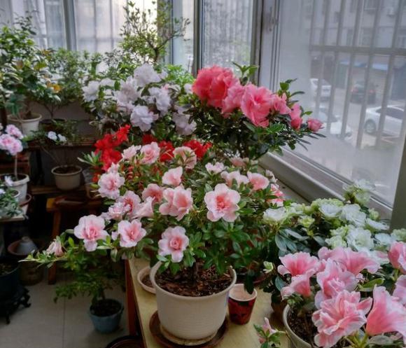 怎么防止盆土板结,盆土板结最简单方法