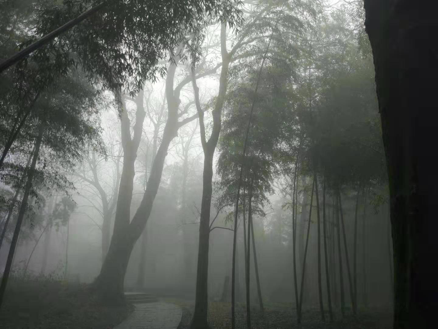 杭州云栖竹径多高,杭州人知道的云栖竹径