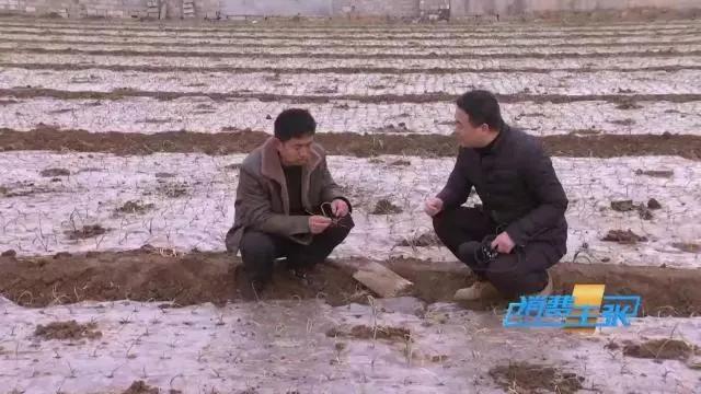 印度疫情对我国洋葱价格影响,印度洋葱涨价