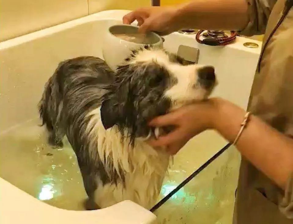 宠物猫粮销量上涨,猫粮一年卖9000万