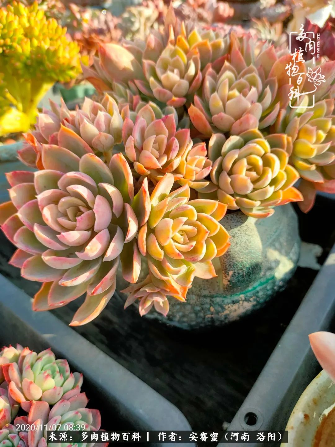 现在是多肉最美的季节,多肉最美的季节来啦