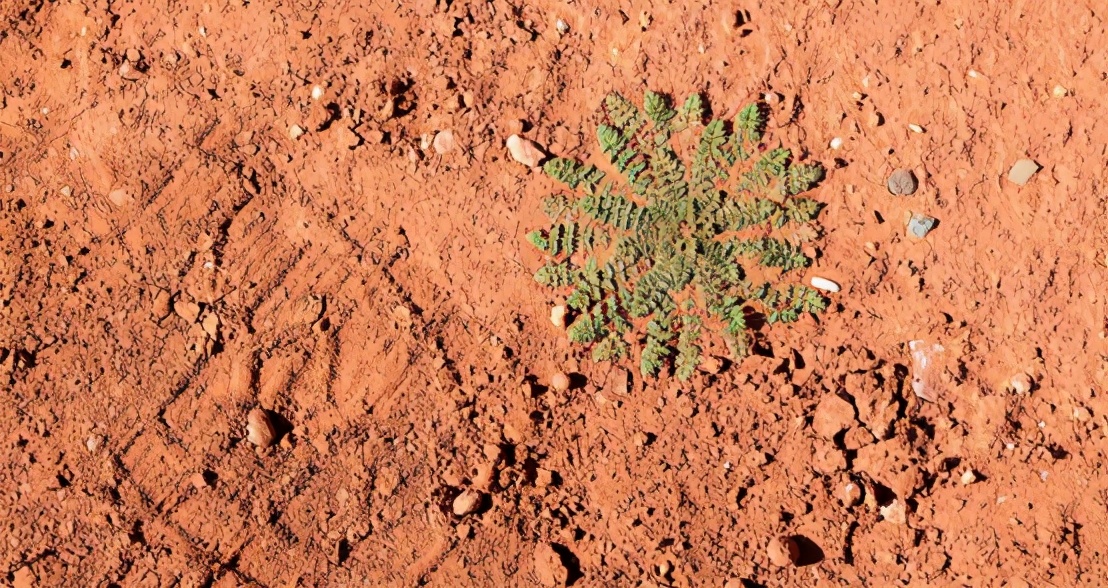火星生命将要出现？NASA科学家称，在火星发现了有机盐