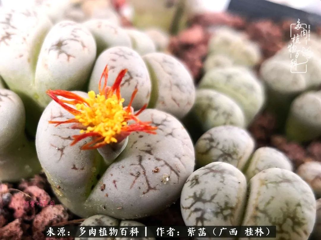 如何在夏天买的多肉度夏,多肉度夏好帮手