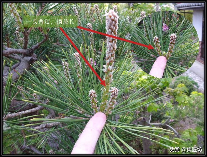 松树盆景换盆去土除根吗,松树盆景怎样修剪和造型
