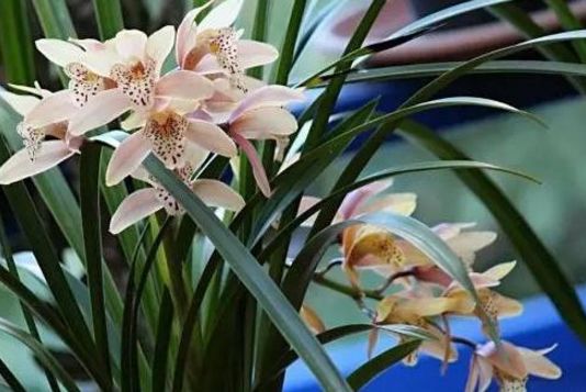 夏天跟兰花有关的诗句,春日兰花开放的诗句