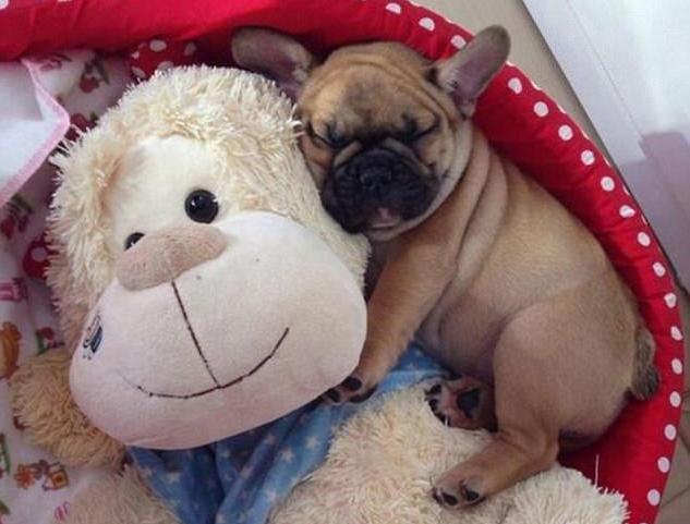 狗狗做梦时的表现你见过几种,狗狗做梦是啥样的