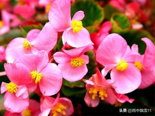 四季开花竹节海棠的繁殖方法,四季海棠怎么养视频教程