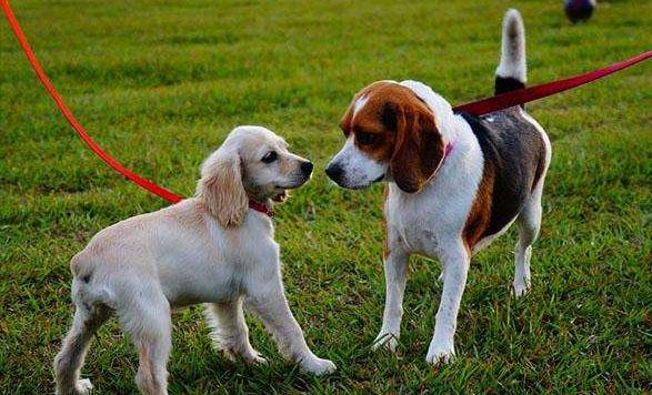 关于狗狗发情，这4点你还是该知道的！