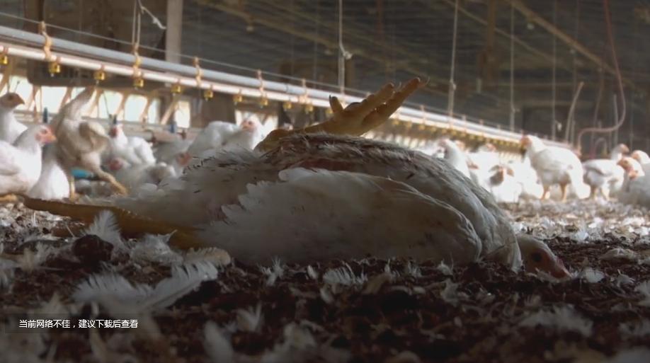 美国人越穷越胖,美国人为什么很穷还那么胖