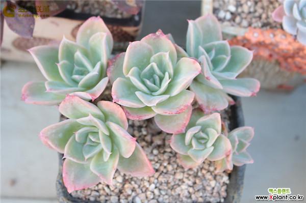 容易爆盆的玫瑰多肉,容易过冬过夏的多肉