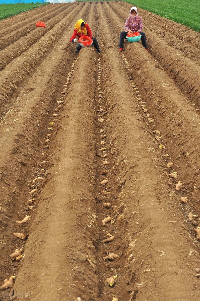 生姜从选种到播种如何进行,这才是种植生姜最正确的做法