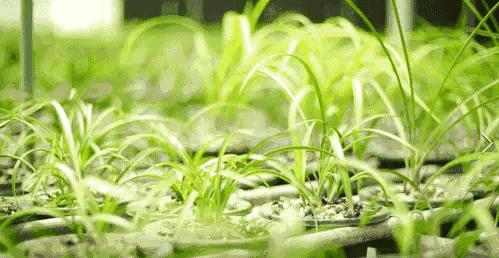 2019蕙兰端梅价格,每日一品花卉