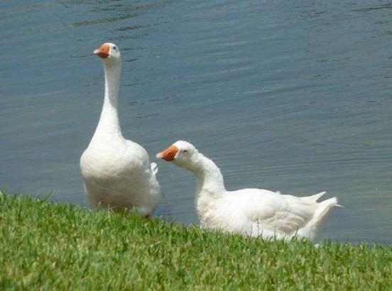 一只蛋鹅的成本和利润,大鹅养殖利润及成本