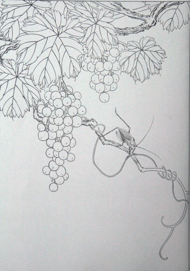 工笔勾线葡萄的画法,工笔画葡萄的上色画法步骤