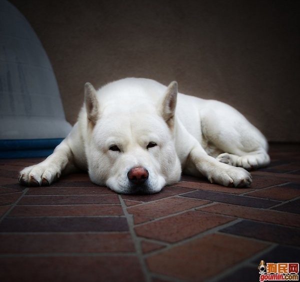 狗狗大全,送给喜欢狗的人）