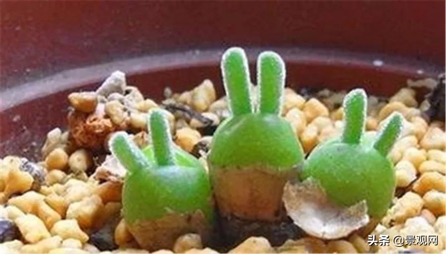 长有兔子耳朵的多肉好养,多肉兔耳朵能长多高