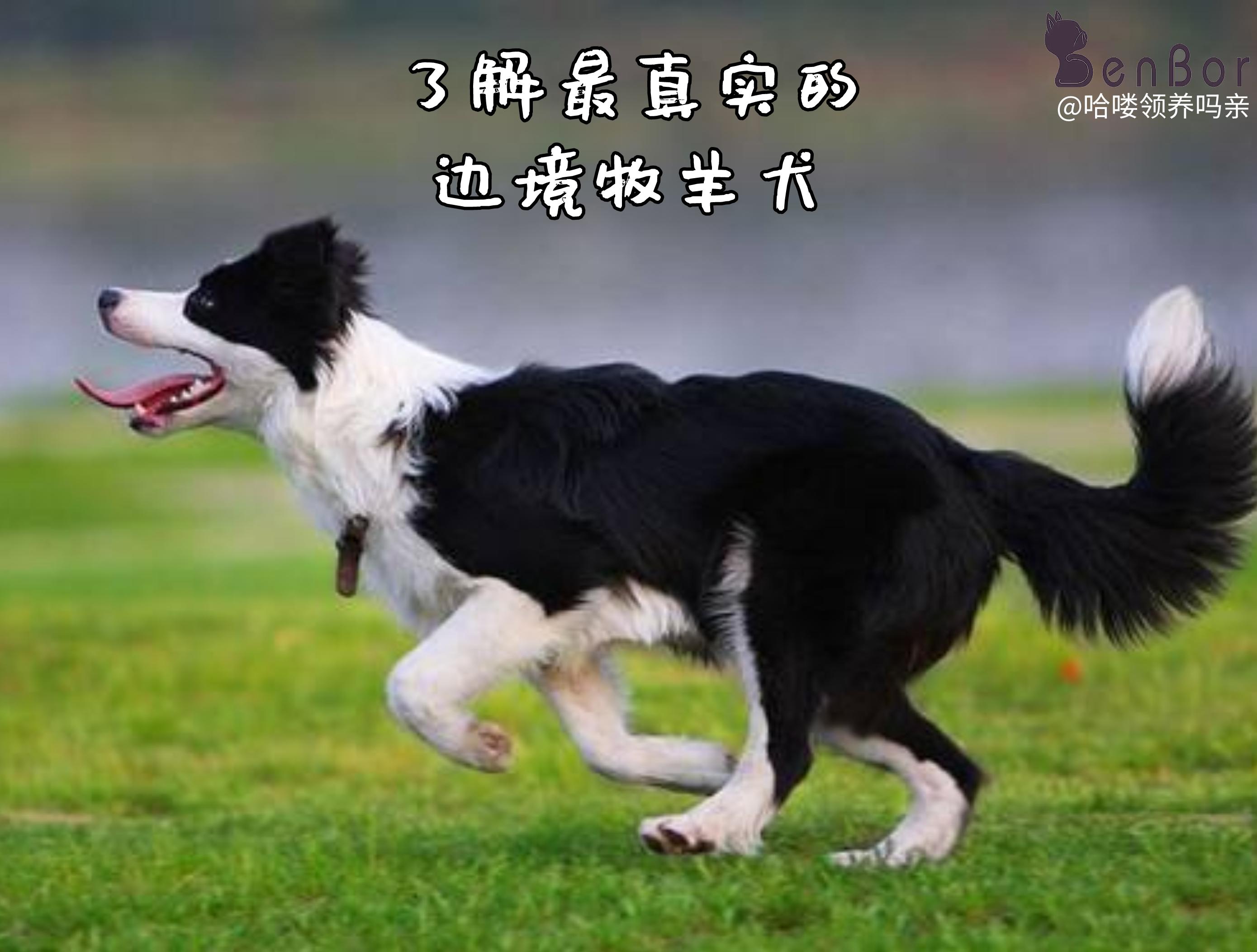 为什么边牧当不了导盲犬,为什么说边牧的智商排第一