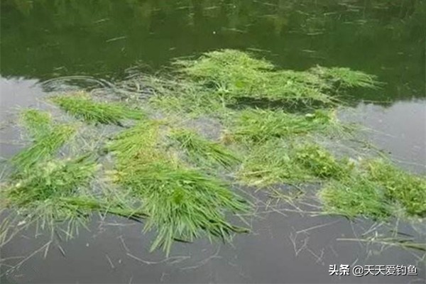 浮钓草鱼串钩如何挂钩,手竿串钩适合浮钓草鱼吗