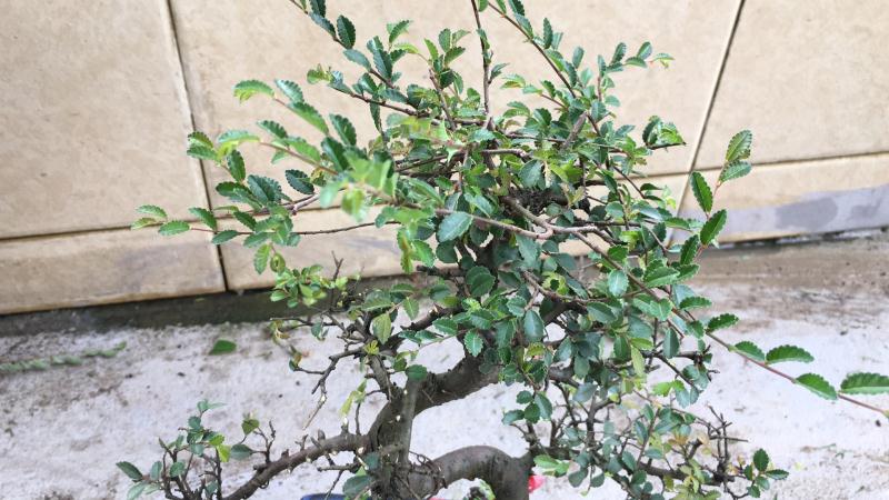 新手也能学会的修剪盆景技巧,枸杞盆景修剪技巧图解