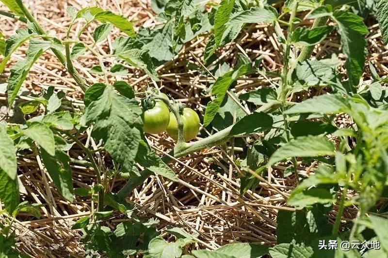 不用农药怎么根除水田杂草,田间除草怎样防止杂草