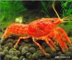 观赏虾的养殖方法图解,养观赏虾的正确方法和注意事项