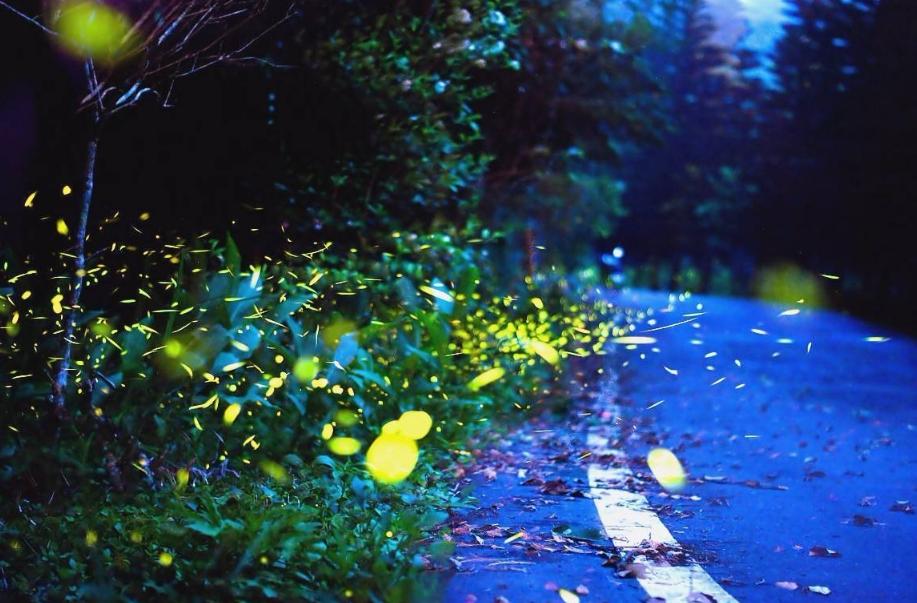 夏天夜晚描写萤火虫的诗句,描写夏天萤火虫翩翩飞舞的诗句