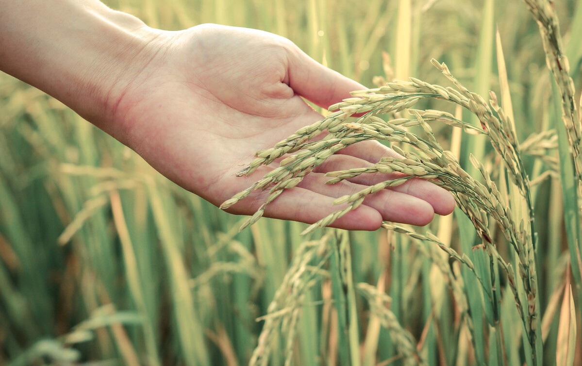 谷维素能治植物神经功能紊乱吗,谷维素片调节植物神经