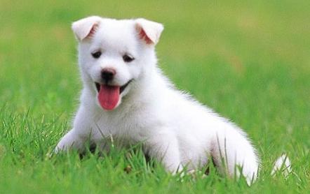 如果被狗追怎么办,被狗狗追着跑怎么办