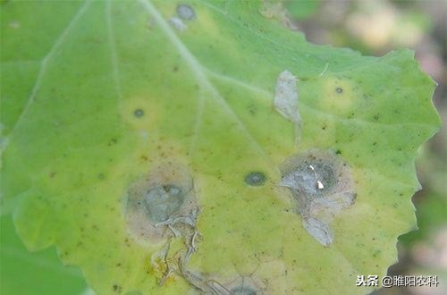 腐烂病最有效的药,腐烂病怎么治疗最快最有效