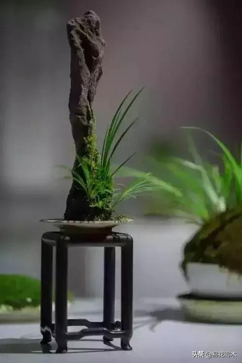 赞美菖蒲盆景的诗句,盆景诗词经典赏析