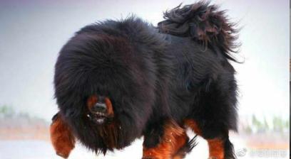 比狮子还厉害的猛犬,可以狩猎狮子的猛犬