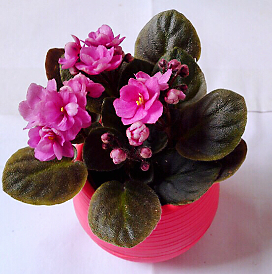 非洲紫罗兰盆栽,紫罗兰花卉盆栽图片