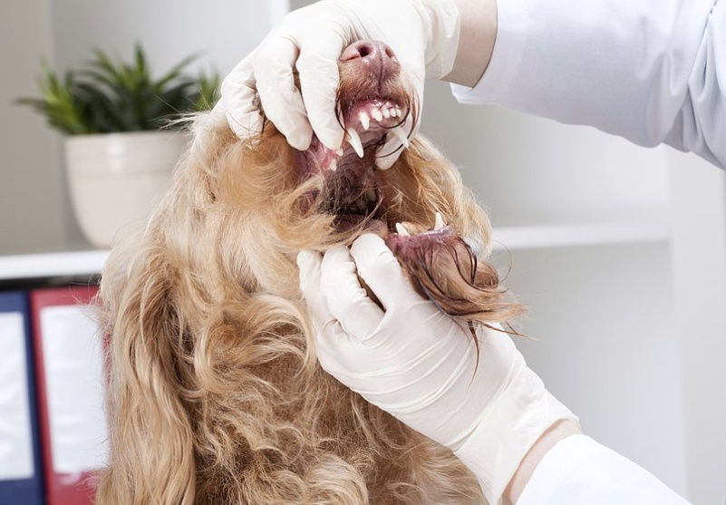 狗狗一直吐白沫粘稠一股臭味,家里面狗狗的臭味怎么清除