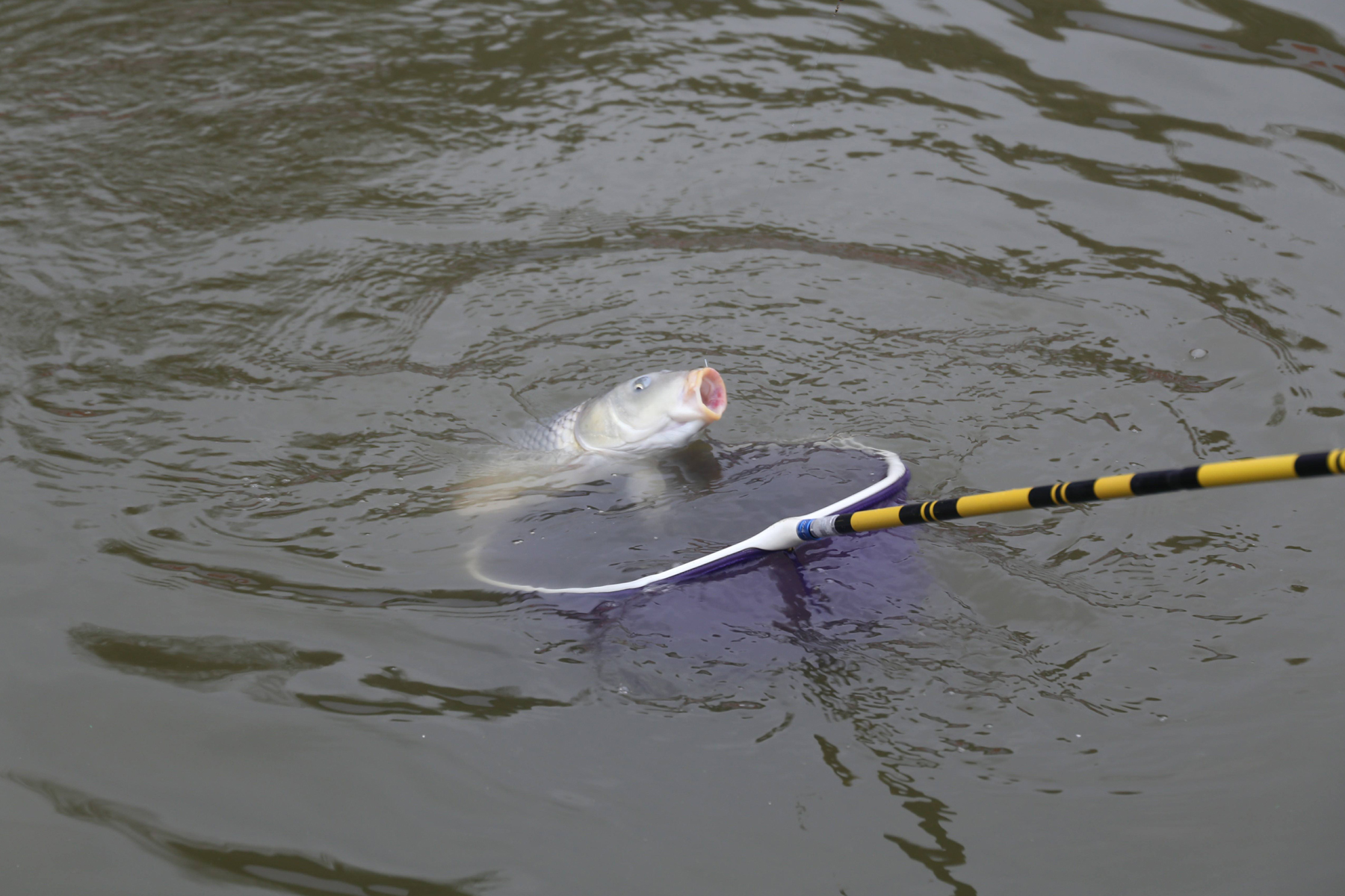 黑坑消毒后鱼不开口怎么钓,春季钓黑坑鱼不开口是什么原因