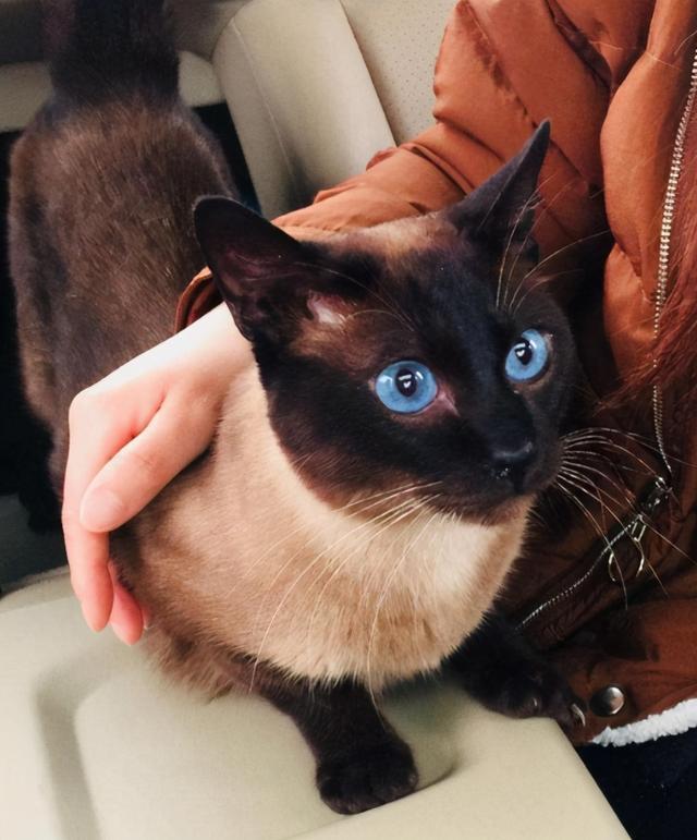 买猫一时爽养猫火葬场什么意思,千万不要贪便宜买一只猫