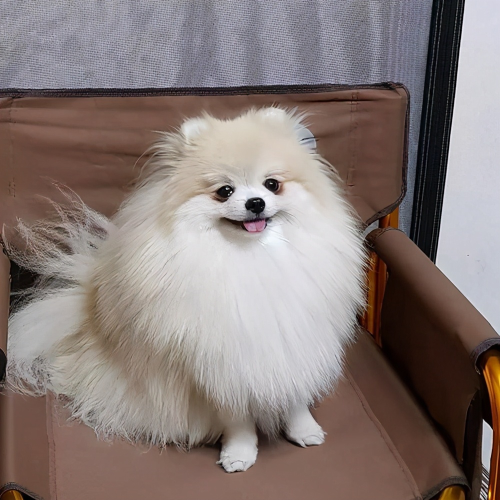 如果博美幼崽一直叫怎么办,博美吃东西一碰就呜呜叫