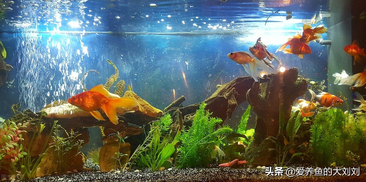 金鱼眼圈变黑怎么回事,为什么我的金鱼尾巴会变黑色