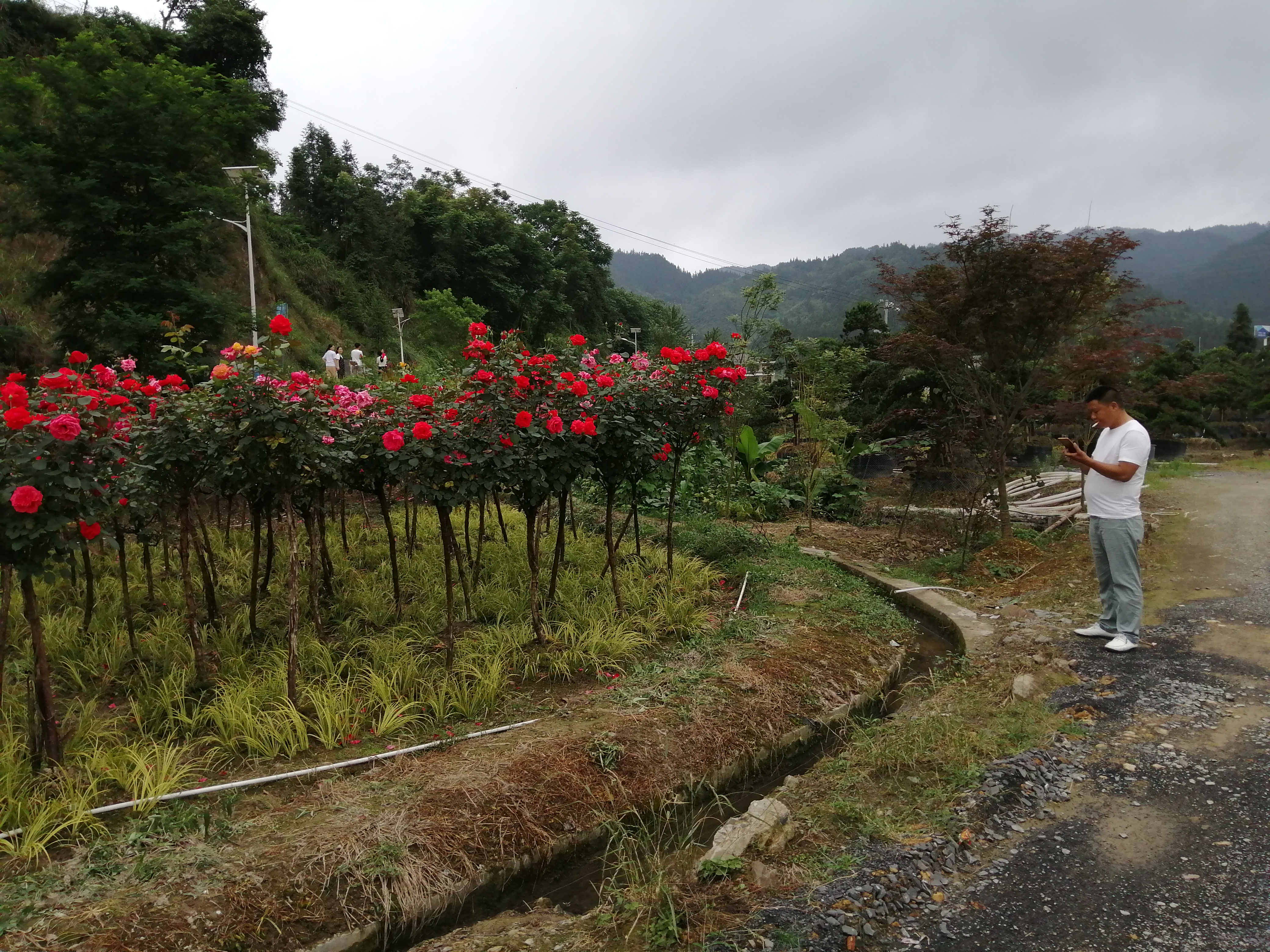 十大名贵月季经典月季,月季为什么被称为花后之王