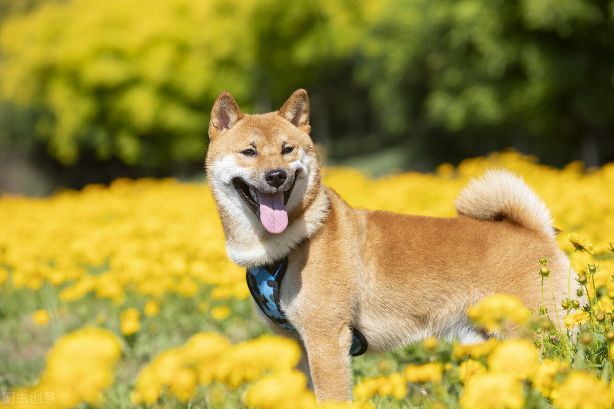 柴犬优缺点有哪些,柴犬的优缺点都有哪些