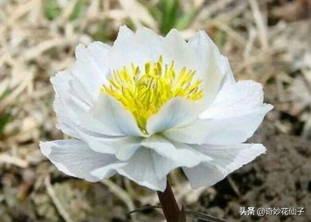 雪莲花的颜值,雪莲花真的有那么神奇吗