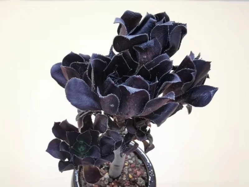 买的多肉一直不到货怎么办,多肉买来一个多月了不长根怎么办