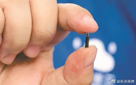 狗狗走丢了可以报警吗,狗狗走丢了会自己回来吗