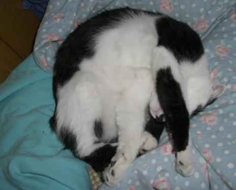 母猫难产怎么办,猫咪难产怎么帮助猫咪